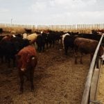 Cattle in feedlot. Pic: Canada Beef Inc.