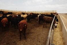 Cattle in feedlot. Pic: Canada Beef Inc.