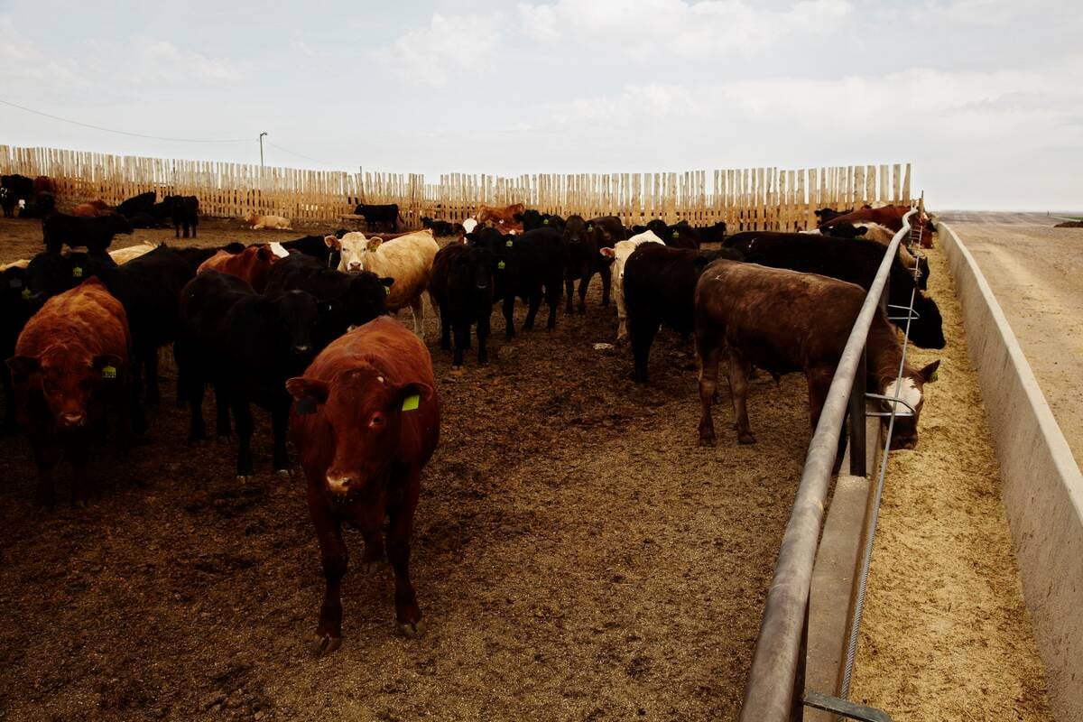 Cattle in feedlot. Pic: Canada Beef Inc.