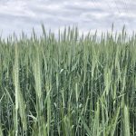 Fall rye near Dugald, Man., 2023. Pic: Dave Bedard