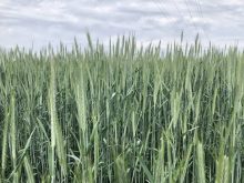 Fall rye near Dugald, Man., 2023. Pic: Dave Bedard