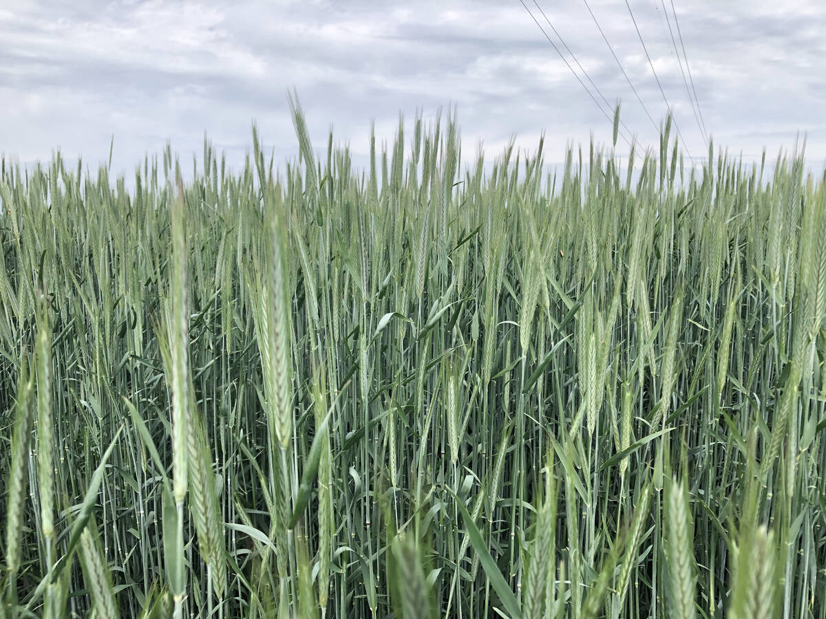 Fall rye near Dugald, Man., 2023. Pic: Dave Bedard