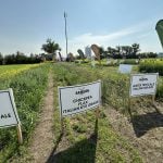 SaskSoil's test plots at Ag in Motion 2025. PHOTO: Don Norman