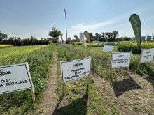 SaskSoil's test plots at Ag in Motion 2025. PHOTO: Don Norman