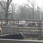 A beef cattle feed yard with an old Oldsmobile used as a mineral feeder. Photo: Peter Vitti