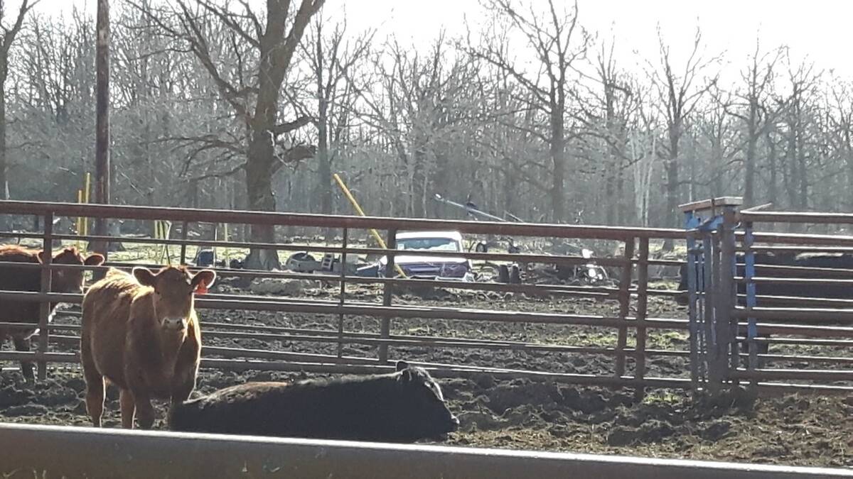 A beef cattle feed yard with an old Oldsmobile used as a mineral feeder. Photo: Peter Vitti