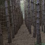 A captivating dense forest with evenly spaced tall thin Pine trees. The floor is covered in pine needles, creating mysterious and eerie natural ambiance perfect for spooky or enchanting fantasy. Matt LaVigne/iStock/Getty Images