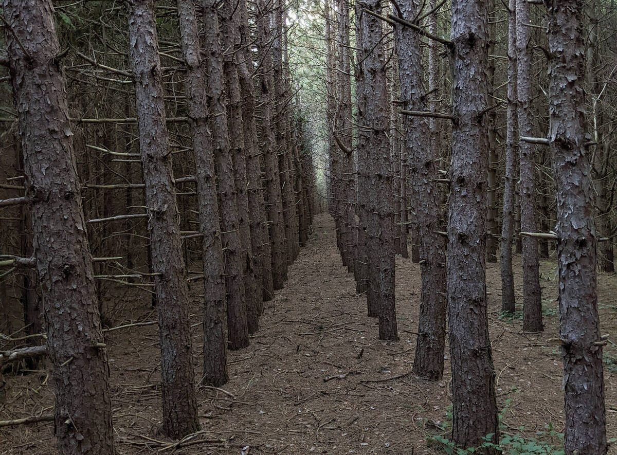 A captivating dense forest with evenly spaced tall thin Pine trees. The floor is covered in pine needles, creating mysterious and eerie natural ambiance perfect for spooky or enchanting fantasy. Matt LaVigne/iStock/Getty Images
