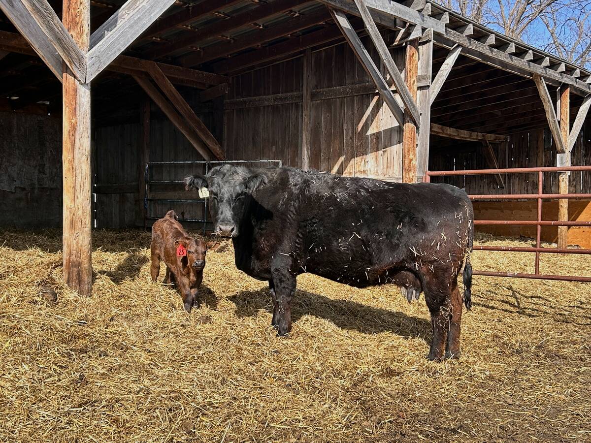 cow stands with her calf in cattle shed in May 2025. Photo: Janelle Rudolph