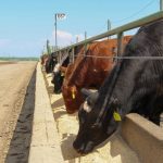 Cattle in an Alberta feedlot, 2023. Pic: Geralyn Wichers