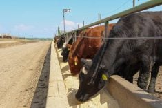 Cattle in an Alberta feedlot, 2023. Pic: Geralyn Wichers