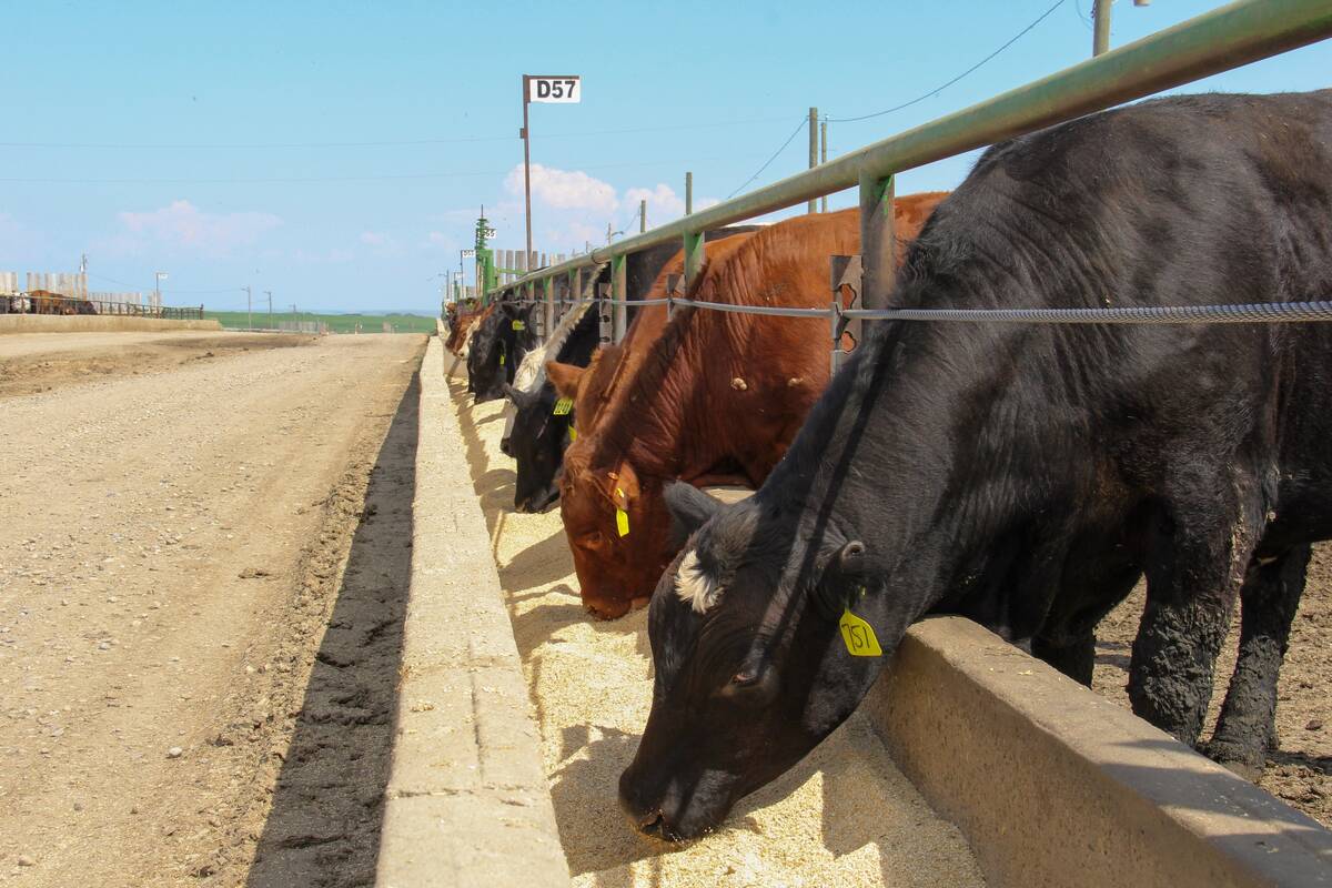 Cattle in an Alberta feedlot, 2023. Pic: Geralyn Wichers