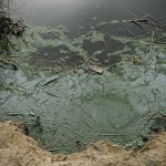 Cyanobacteria, also known as blue-green algae, pollute the waters of a lake on the outskirts of Paris. These bacteria are responsible for cyanotoxins that can be toxic to humans and animals, leading to the closure of the lake in Creteil, France, on April 4, 2025. (Photo by Samuel Boivin/NurPhoto)NO USE FRANCE