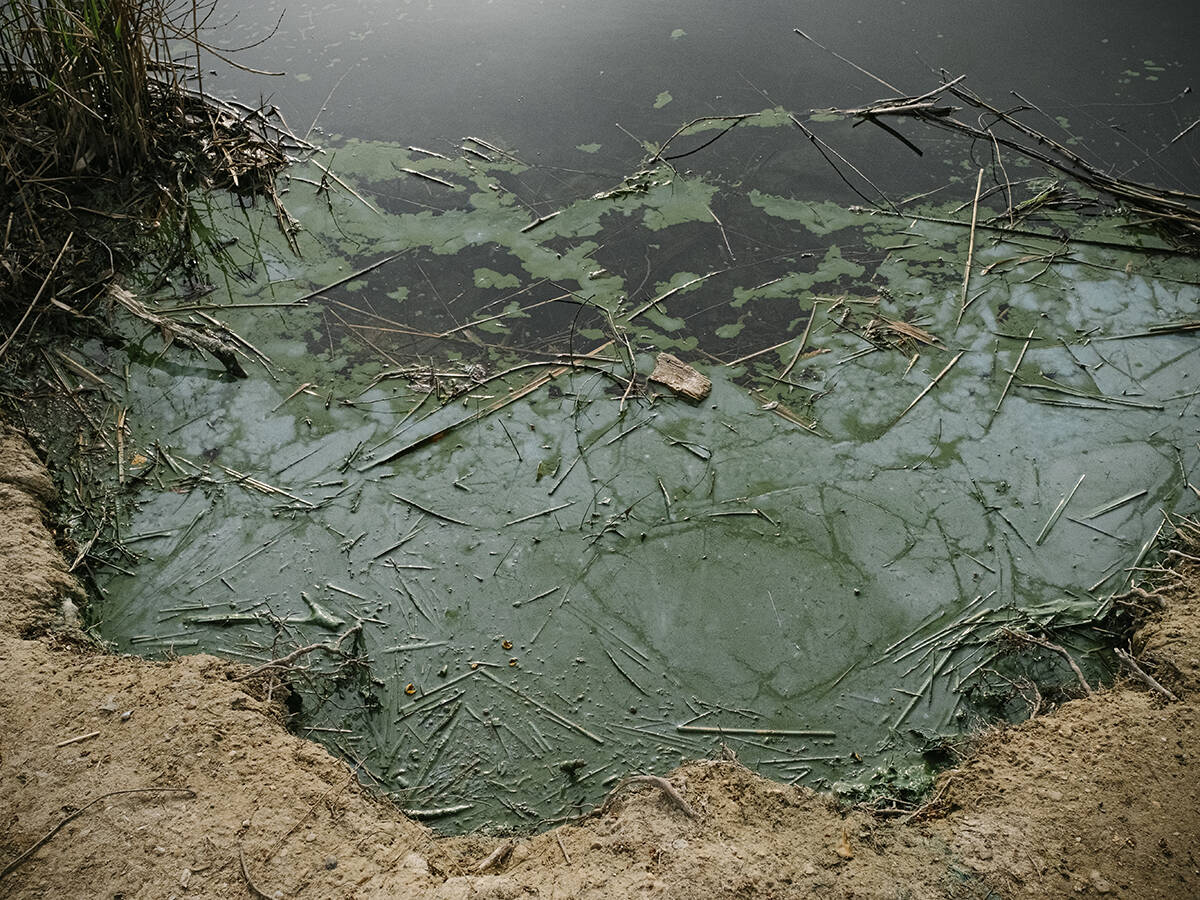 Cyanobacteria, also known as blue-green algae, pollute the waters of a lake on the outskirts of Paris. These bacteria are responsible for cyanotoxins that can be toxic to humans and animals, leading to the closure of the lake in Creteil, France, on April 4, 2025. (Photo by Samuel Boivin/NurPhoto)NO USE FRANCE