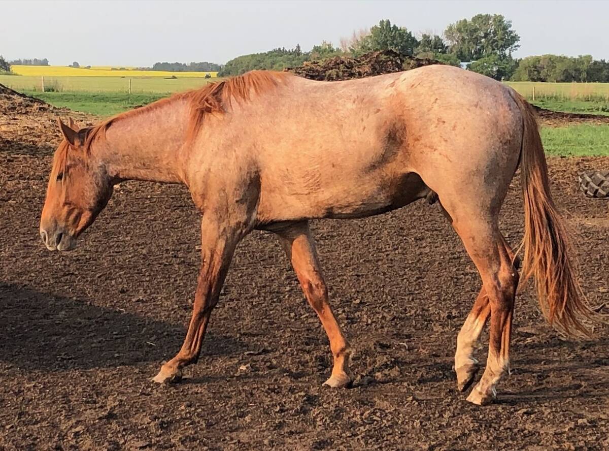 This is the two-year-old son of Pepper who we decided to keep as a future stallion. Photo: Heather Eppich