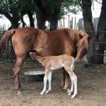 A daughter of Pepper and her first foal. Photo: Heather Eppich