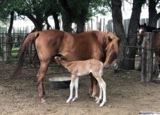A daughter of Pepper and her first foal. Photo: Heather Eppich