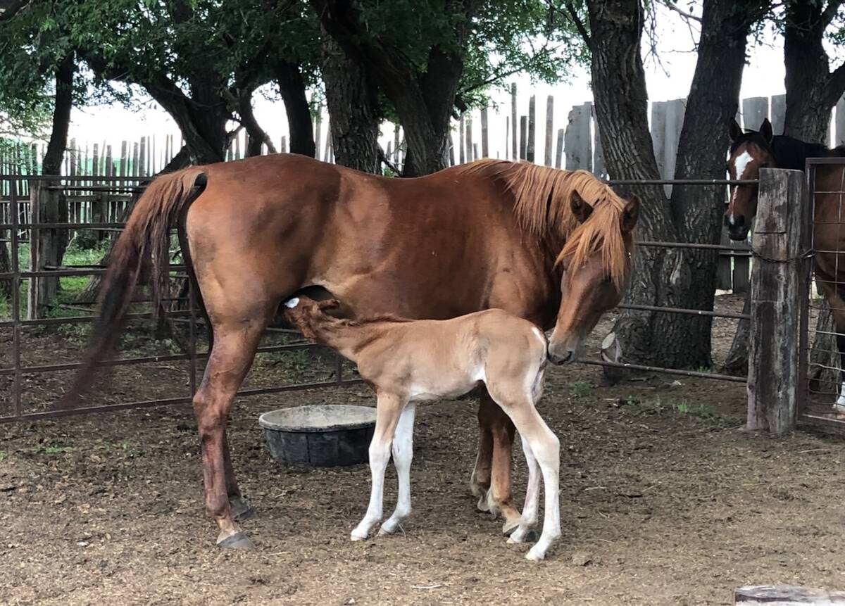 A daughter of Pepper and her first foal. Photo: Heather Eppich