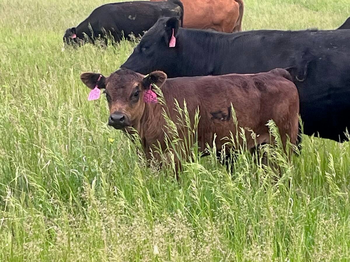 The Gray farm has between 150 and 200 cow-calf pairs. PHOTO: Aaron Gray