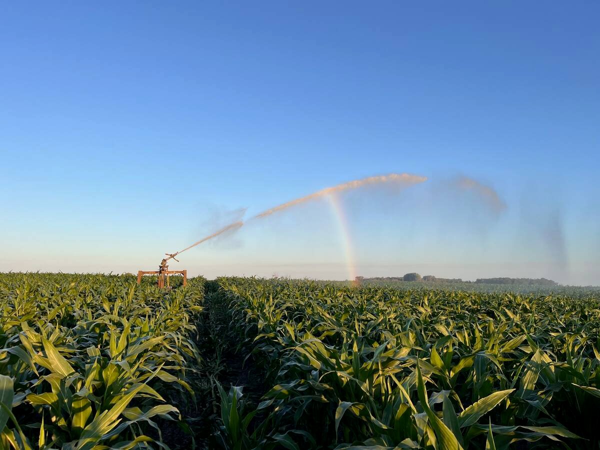 Feed corn being irrigated on Aaron Gray's farm. PHOTO: Aaron Gray