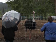 Supporters of Universal Ostrich Farms stand near an ostrich at the farm property in Edgewood, B.C., on Saturday, May 17, 2025. Photo: Aaron Hemens/The Canadian Press via ZUMA Press