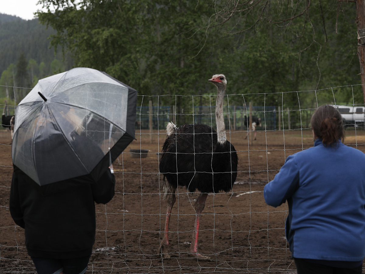 Supporters of Universal Ostrich Farms stand near an ostrich at the farm property in Edgewood, B.C., on Saturday, May 17, 2025. Photo: Aaron Hemens/The Canadian Press via ZUMA Press