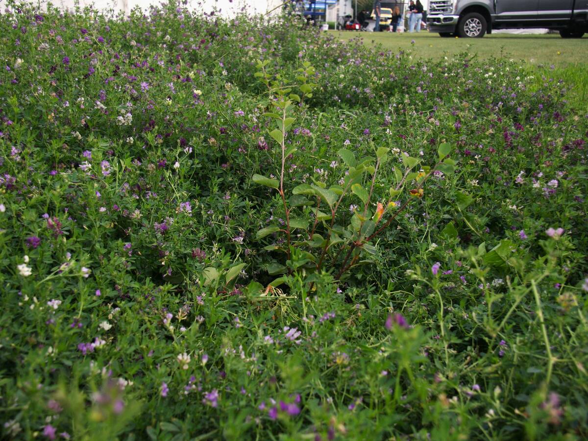 A plot of alfalfa with short saskatoon berry bushes can be seen at the AAFC booth at Ag in Motion 2025. Photos: Janelle Rudolph