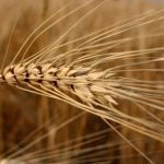 Ripe durum