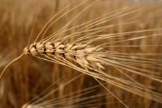 Ripe durum