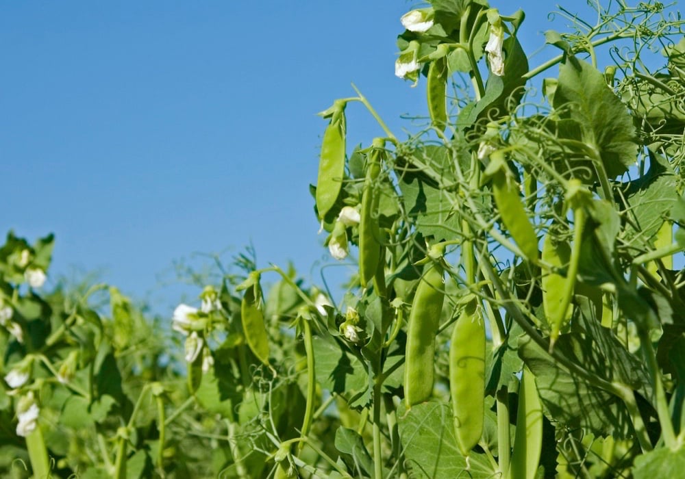 Photo: iStock