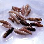 Mexico sees 32 per cent jump in flesh-eating screwworm cases since August as cases move north
