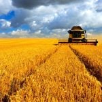 combining wheat
