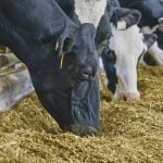 The trade drama with U.S. dairy access to Canada continues. Photo: Diana Martin
