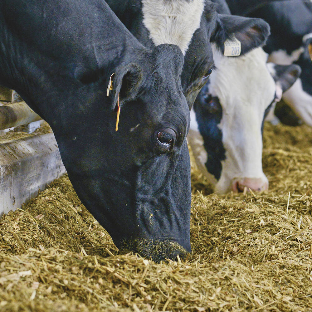 The trade drama with U.S. dairy access to Canada continues. Photo: Diana Martin
