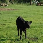A black beef calf in a green field. Photo: Peter Vitti