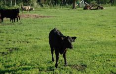 A black beef calf in a green field. Photo: Peter Vitti