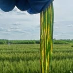 close up of a green plant leaf streaked brown with an infection