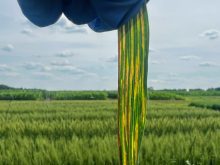 close up of a green plant leaf streaked brown with an infection