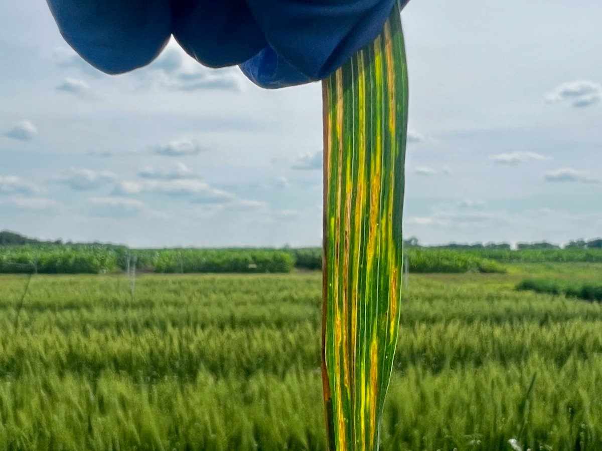 close up of a green plant leaf streaked brown with an infection