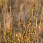 A plague of grasshoppers chowing down on a crop earns them a spot on the author’s “bitin’ list.” Photo: Tara Mulhern Davidson