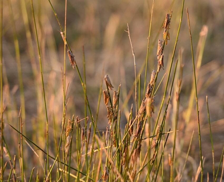 A plague of grasshoppers chowing down on a crop earns them a spot on the author’s “bitin’ list.” Photo: Tara Mulhern Davidson