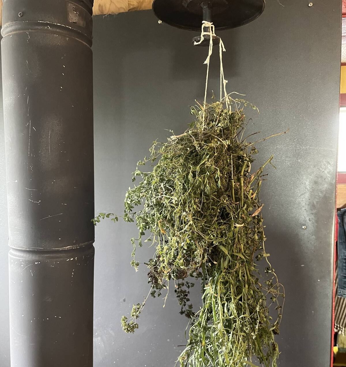 Tie up and hang herbs to dry in a well ventilated area. Pic: dee Hobsbawn-Smith