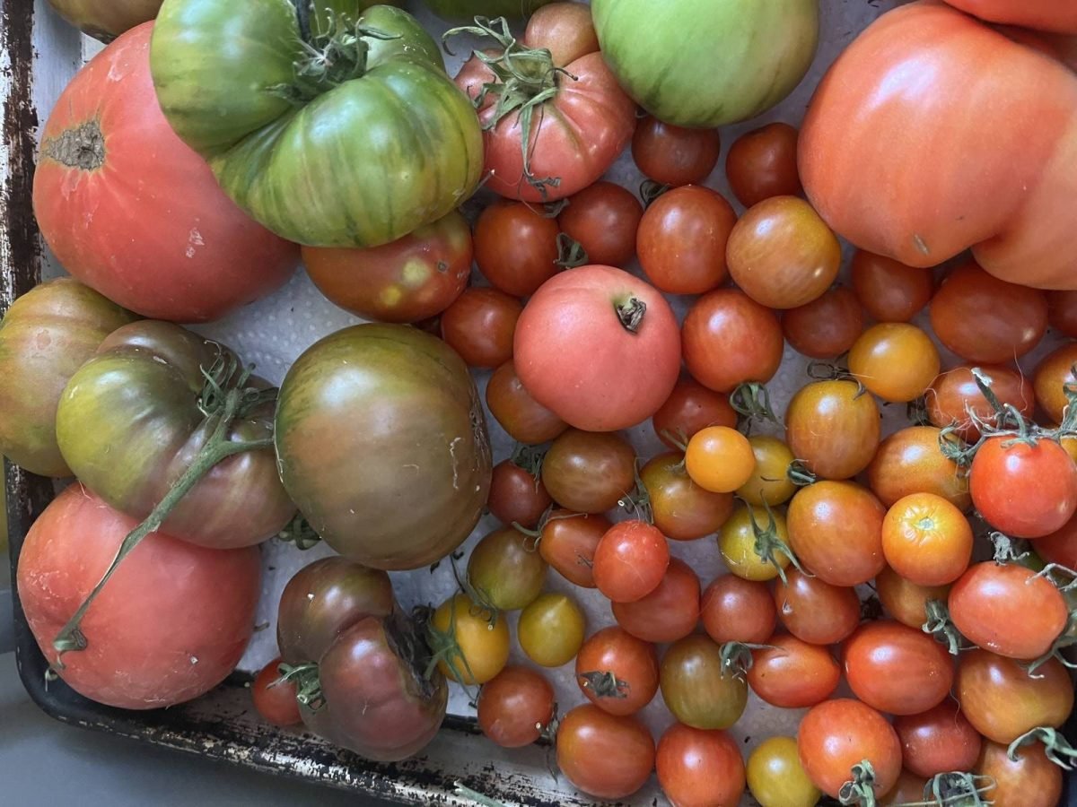 Ripen tomatoes in a single layer. To speed the process, add several bananas to the tray. Pic: dee Hobsbawn-Smith