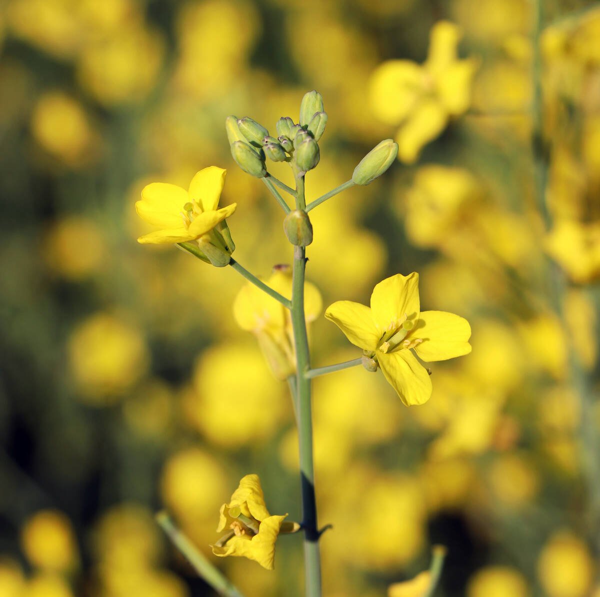 With high seed costs and tight margins for canola, planters are getting a second look. Photo: Robin Booker