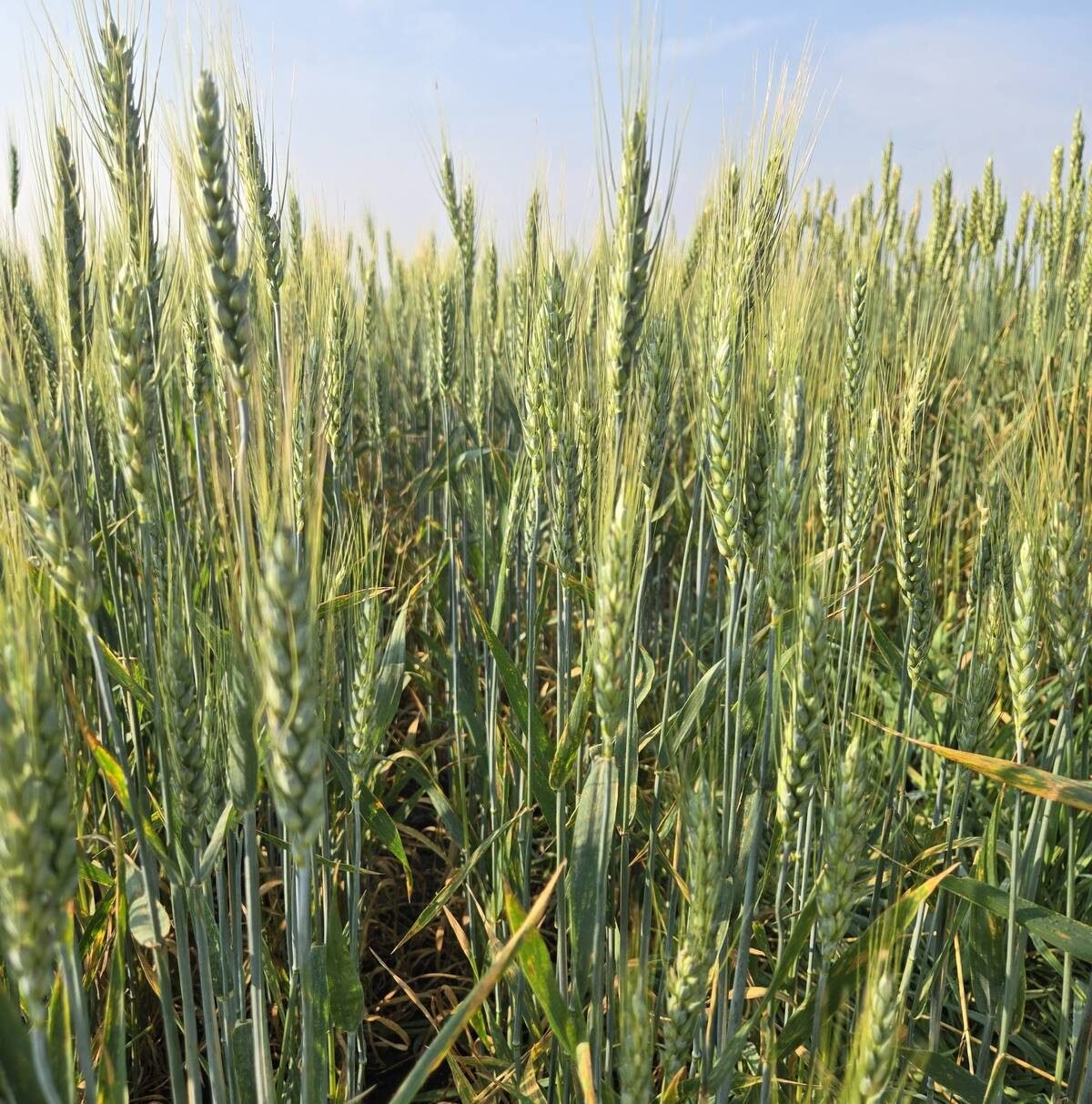Wheat varieties on display at Agriculture and Agri-Food Canada research plots outside Brandon on Aug. 7, 2025. Photo: Miranda Leybourne