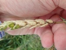 Photo: Kelly Turkington/AAFC