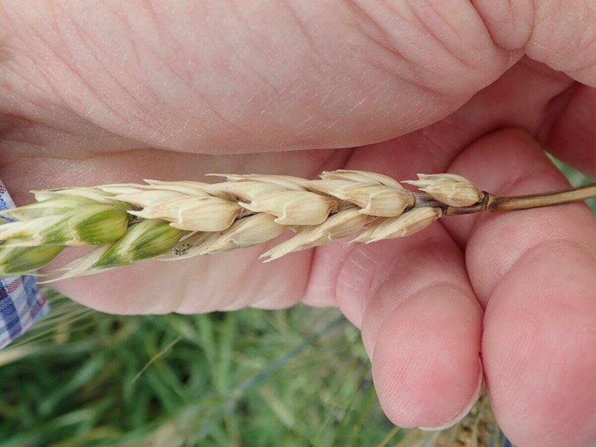 Photo: Kelly Turkington/AAFC