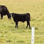 A fall beef calf with its mother. Photo: Peter Vitti