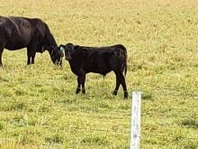 A fall beef calf with its mother. Photo: Peter Vitti