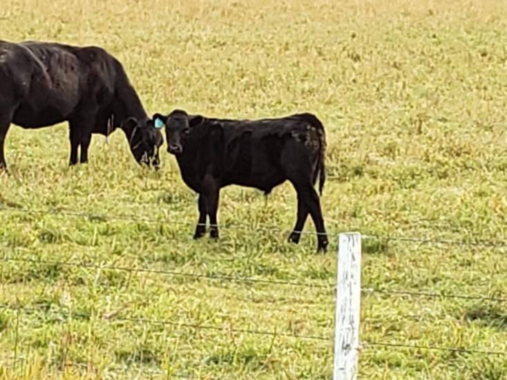 A fall beef calf with its mother. Photo: Peter Vitti